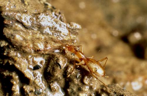 Aphaenops giraudi giraudi